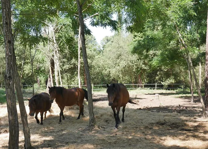 Officiel Siblu La Pignade 4* Ronce-les-Bains